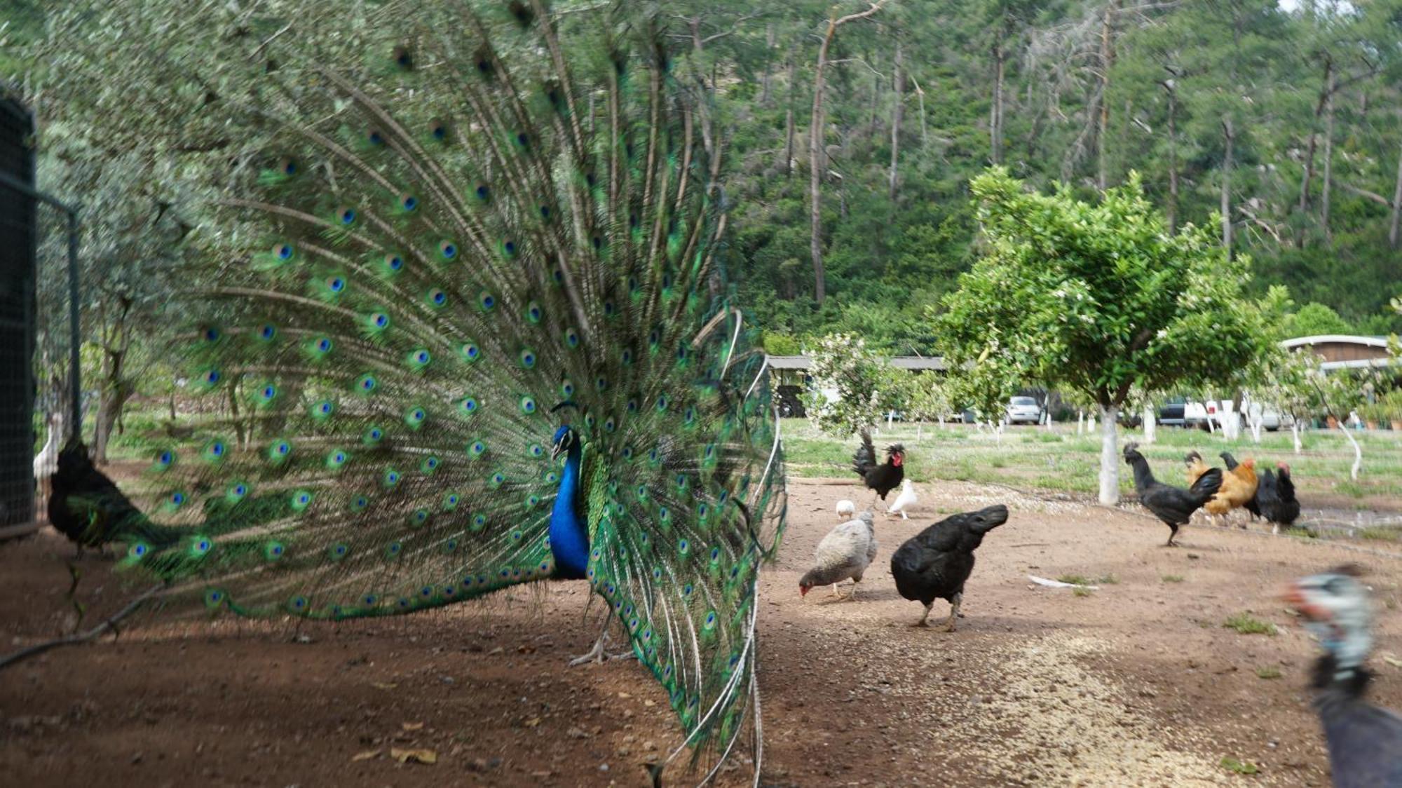 Doga Ciftlik Konaklama Marmaris Eksteriør billede